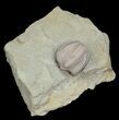 Blastoid (Pentremites) Fossil - Illinois #42812-2